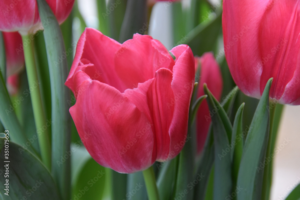 Pink tulip Pink tulip