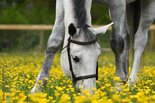 White horse in yellow buttercup field