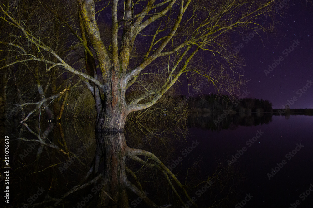 tree in the night tree in the night