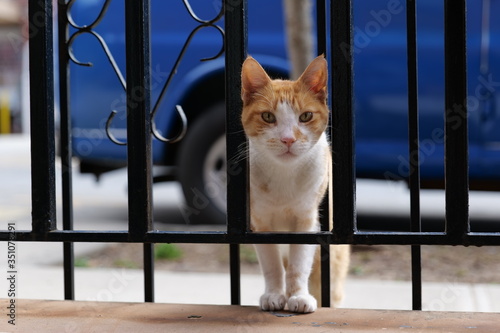 Принти на полотні cat innocent face curious stare wondering nosey inquisitive