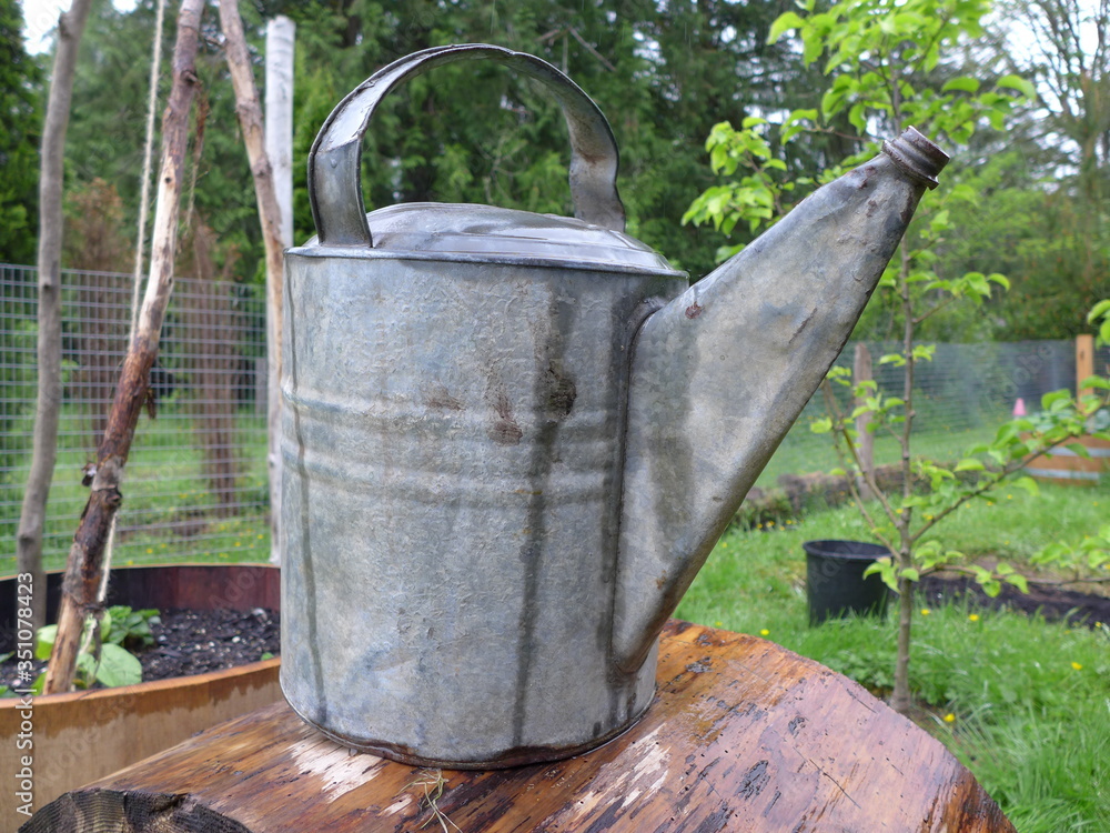 old metal galvanized watering can in garden old metal galvanized watering can in garden