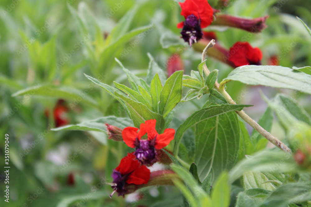Cuphea 'Firecracker' (Cuphea purpurea) trailing plant Cuphea 'Firecracker' (Cuphea purpurea) trailing plant