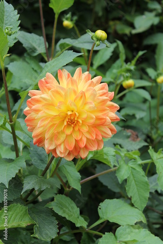 Dalhia jaune et orange
