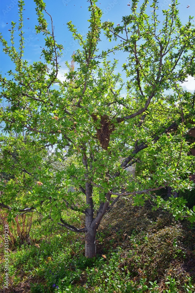 Swarm of Honey Bees, a eusocial flying insect within the genus Apis mellifera of the bee clade. Swarming Carniolan Italian honeybee on a plum tree branch in early spring in Utah. Formation of a new co Swarm of Honey Bees, a eusocial flying insect within the genus Apis mellifera of the bee clade. Swarming Carniolan Italian honeybee on a plum tree branch in early spring in Utah. Formation of a new co