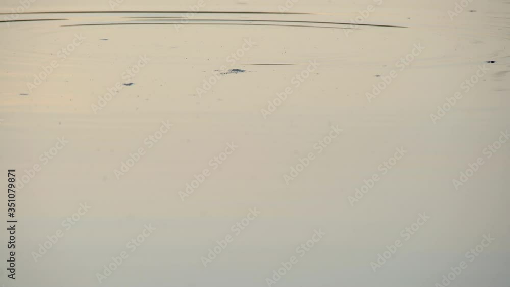 Close up shot of rainbow trout feeding on fly of top of the water. Wild trout takes bait of river surface Close up shot of rainbow trout feeding on fly of top of the water. Wild trout takes bait of river surface