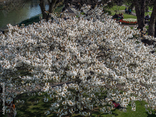 White cherry blossoms in Bath, England, United Kingdom