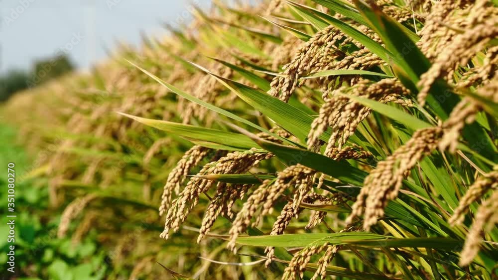 Close shot of golden rice ears, autumn farmland Close shot of golden rice ears, autumn farmland