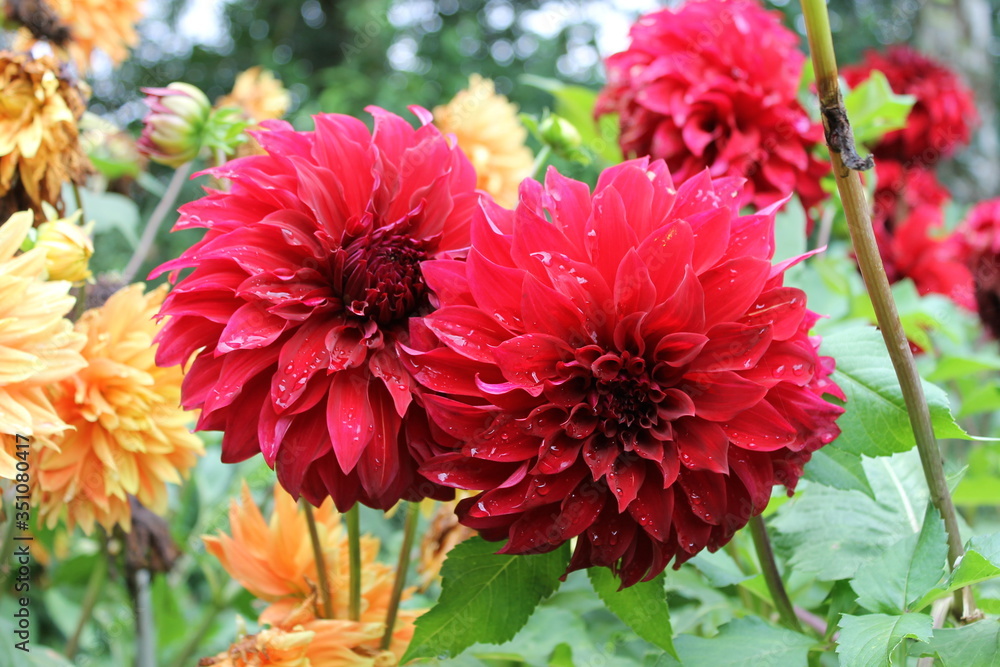Dahlia rouge Dahlia rouge