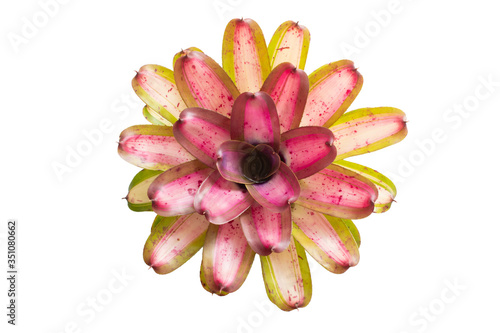 Photography Bromeliad isolated on white background