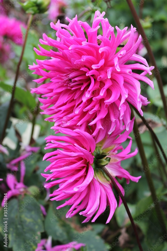 Obraz premium Dahlia roses