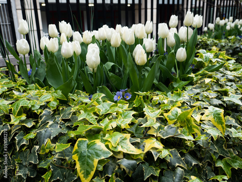 White tulips in a London garden