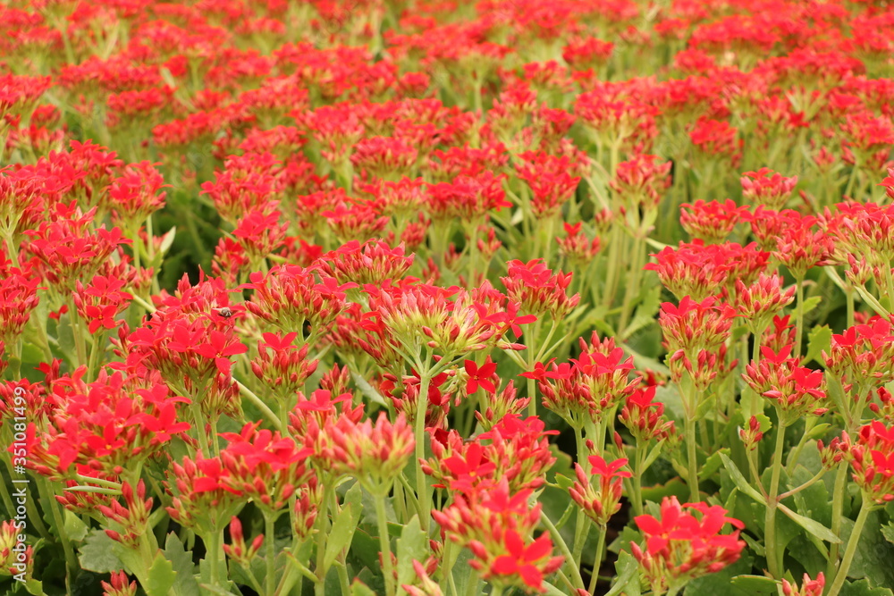 Red small flowers close up