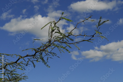 Bosque santiago del estero