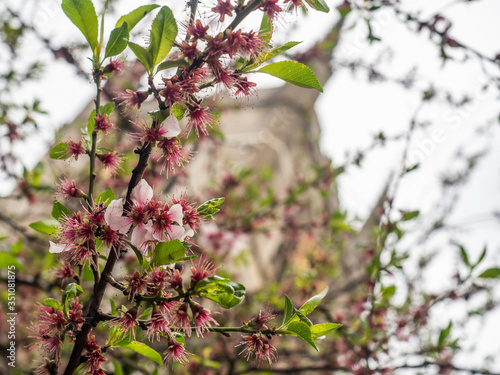 Spring blossoms at Southwark Cathedral garden, London UK