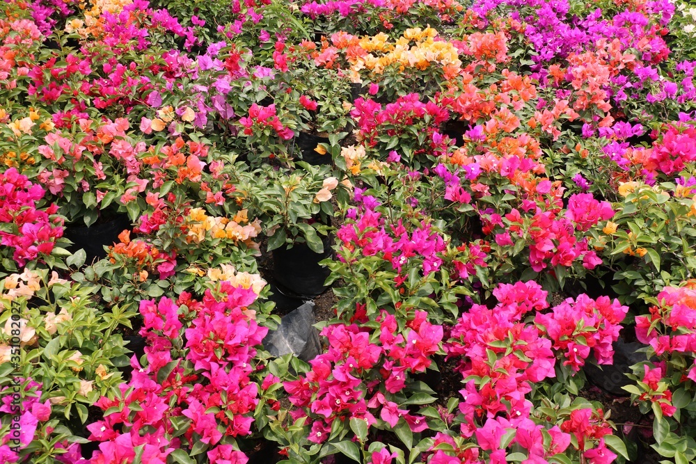 Colorful bougainvillea flowers in a plant nursery Colorful bougainvillea flowers in a plant nursery