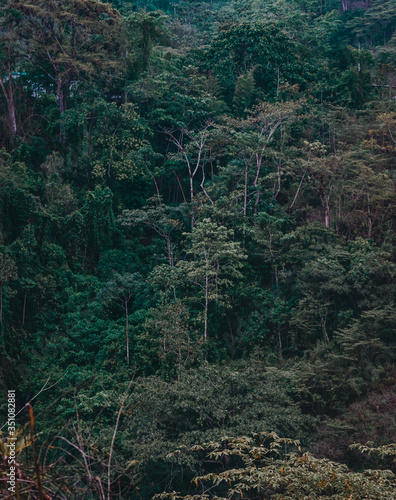 Arboles de vida