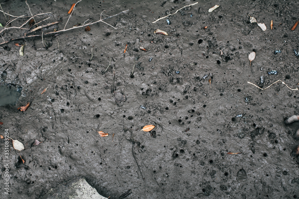 Beautiful wildlife the mud holes which are the homes of Mangrove crab (perisesarma indiarum) and FIDDLER CRAB,small colorful crab, walking on mudflats during low tide forest in Thailand. Beautiful wildlife the mud holes which are the homes of Mangrove crab (perisesarma indiarum) and FIDDLER CRAB,small colorful crab, walking on mudflats during low tide forest in Thailand.