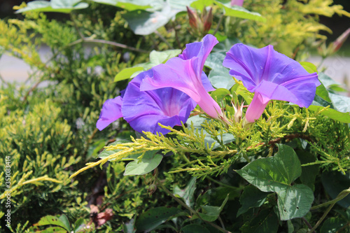 Purple trail vine flower