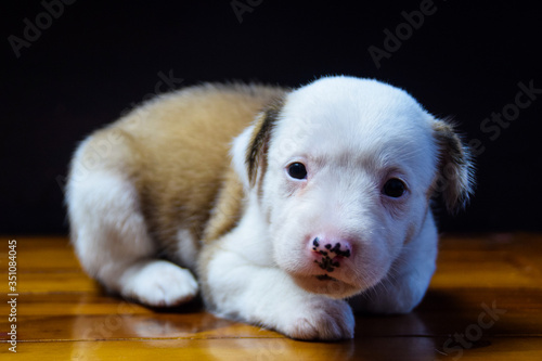 Small Cute Happy Healty Playful Puppy Dog
