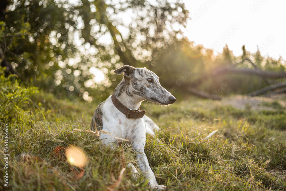 Greyhound dog  on the grass enjoying nature