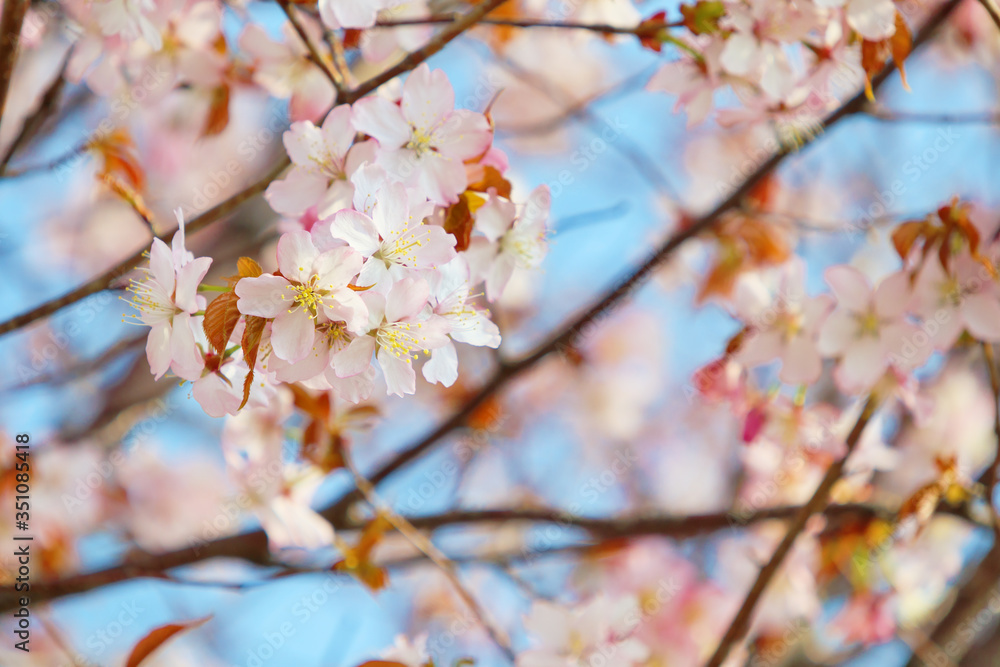 花 素材 花 素材