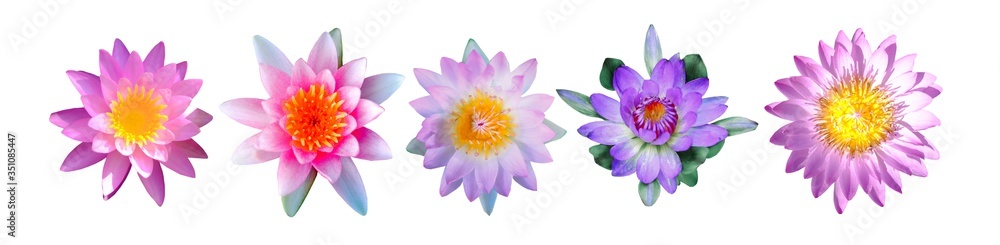 Soft focus of a set of lotus flowers isolated on white background, Beautiful water Lilly.