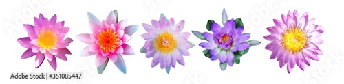 Soft focus of a set of lotus flowers isolated on white background  Beautiful water Lilly.