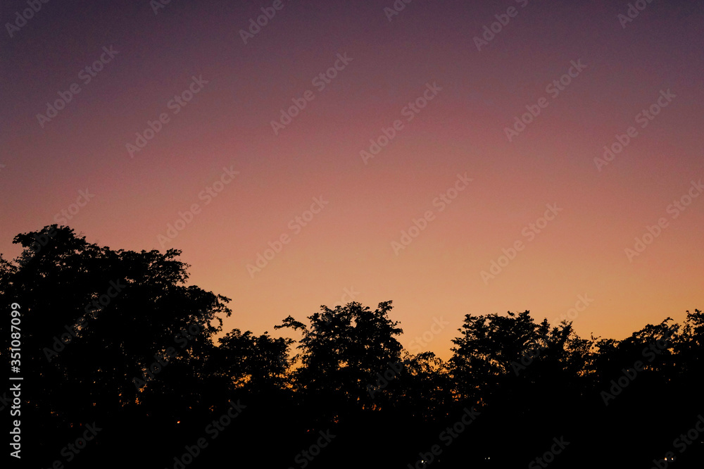 tree at sunset