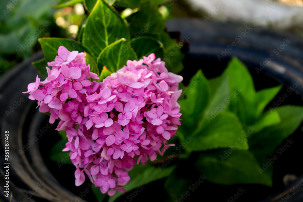 pink flower heart form love pink flower heart form love