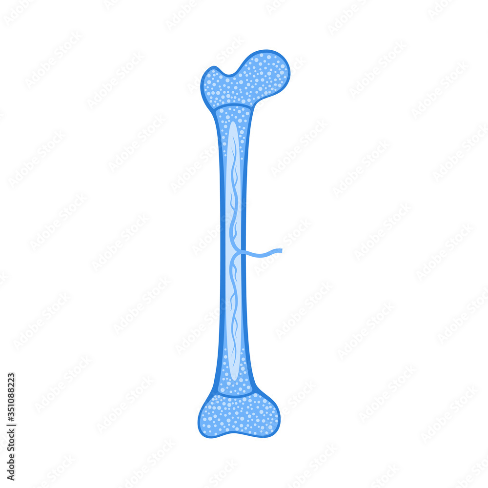 Human bone anatomy Human bone anatomy