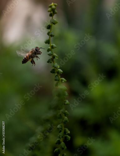 bee on a green leaf