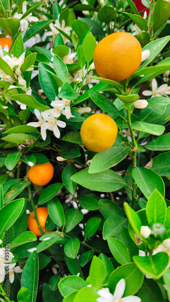 Ripe oranges hanging on a blossoming orange tree. close-up Ripe oranges hanging on a blossoming orange tree. close-up