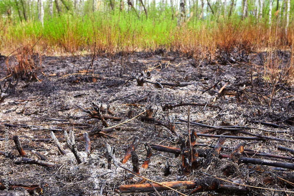 Fototapeta premium Dead forest after wildfire. Burnt woods and tree in the forest after fire. Large wildfire on the mountain burn woods in the forest left with dust and ashes.