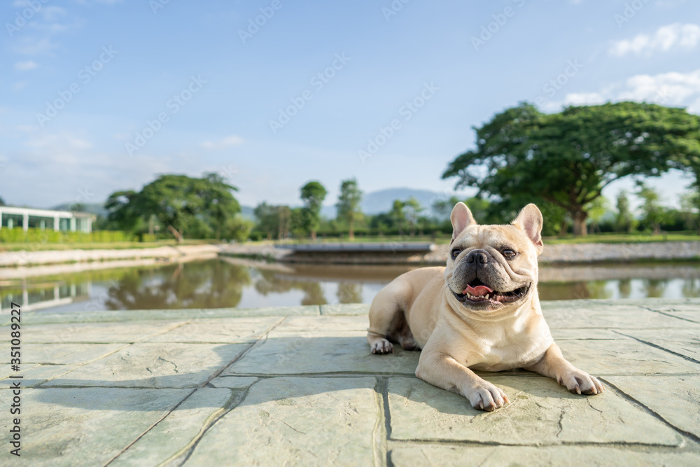 Cute french bulldog lying at ground against mountain scape background in morning.