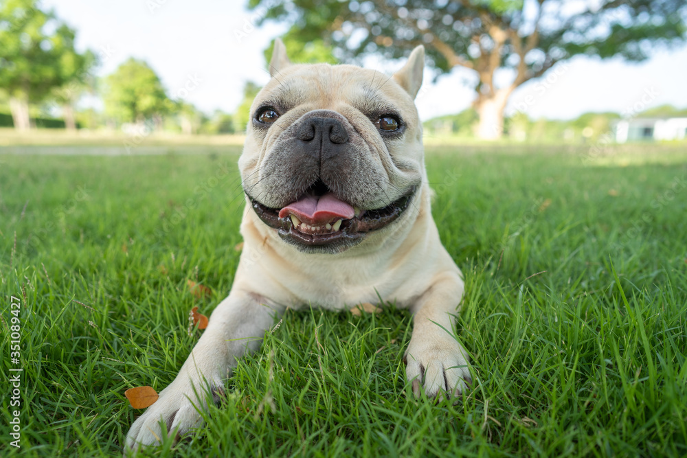 Cute french bulldog lying on grass at park during morning walk Cute french bulldog lying on grass at park during morning walk