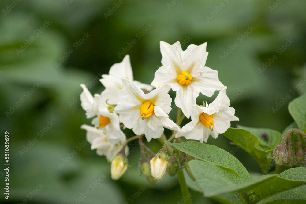 white and yellow flowers of the potato plant in a plantation in kodaikanal, India white and yellow flowers of the potato plant in a plantation in kodaikanal, India