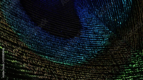 Amazing extremely macro view of tropical peacock bird feather. Slow motion rotation. Beautiful animals. color accuracy of nature. Violet, blue and green rainbow texture