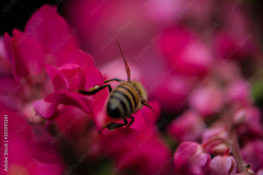 Foto macro de abeja sobre flor rosa en primavera Foto macro de abeja sobre flor rosa en primavera
