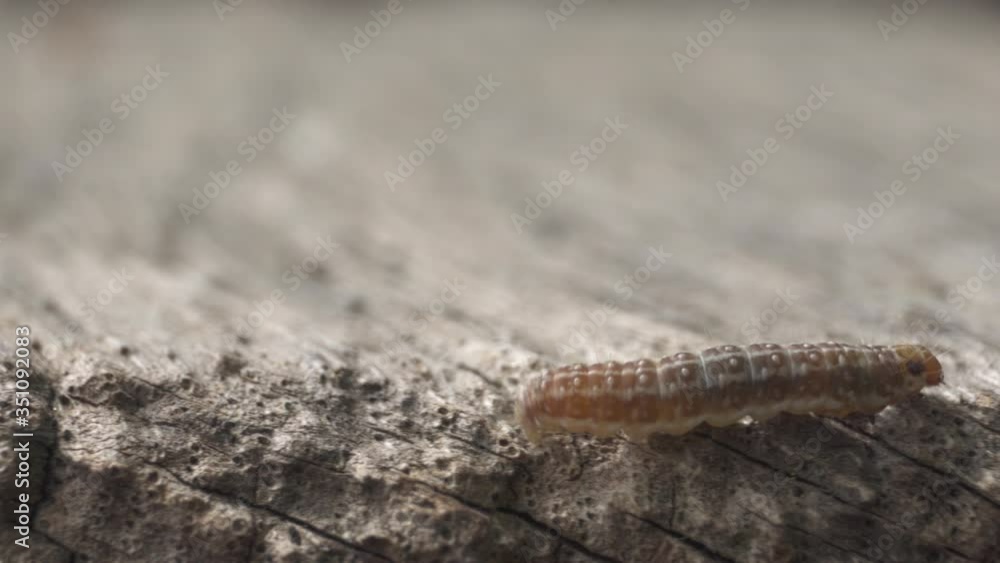 Tortricodes Alternella Caterpillar crawling on tree, macro closeup of bug walking Tortricodes Alternella Caterpillar crawling on tree, macro closeup of bug walking