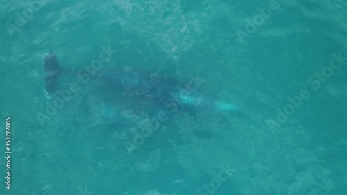 Beautiful footage of two grey whales playing in the clean ocean in Baja 
california photo