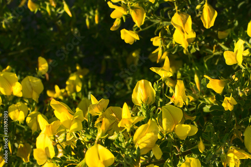 Fototapeta Naklejka Na Ścianę i Meble -  Flores amarillas de hierba melera o pegamoscas (Ononis natrix)