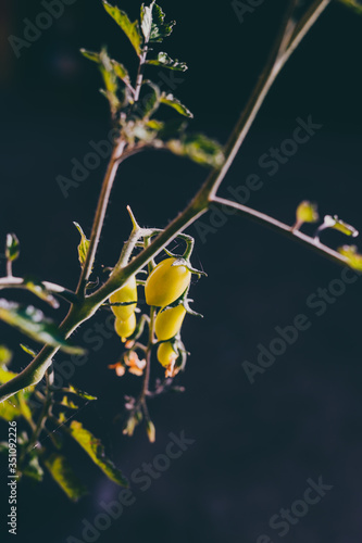 close-up of tomato plant outdoor with fruits on the vine