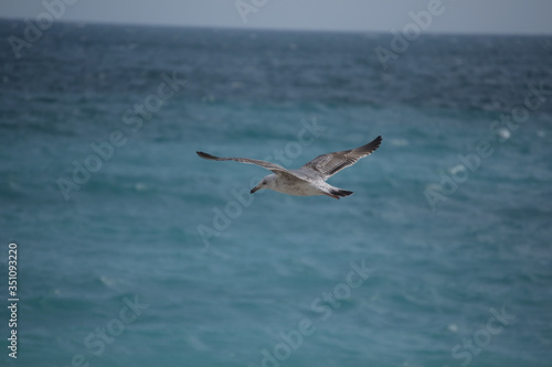 Bird flight in the sea, Cote d'Azur, Nice