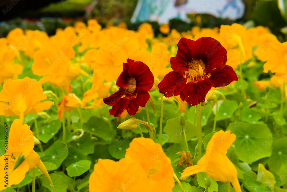 Obraz premium Nasturtium flower (Tropaeolum majus). Red flower is surrounded by yellow flower in the garden.