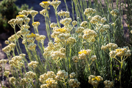 Manzanilla bastarda, la perpetua o siempreviva (Helichrysum stoechas) photo