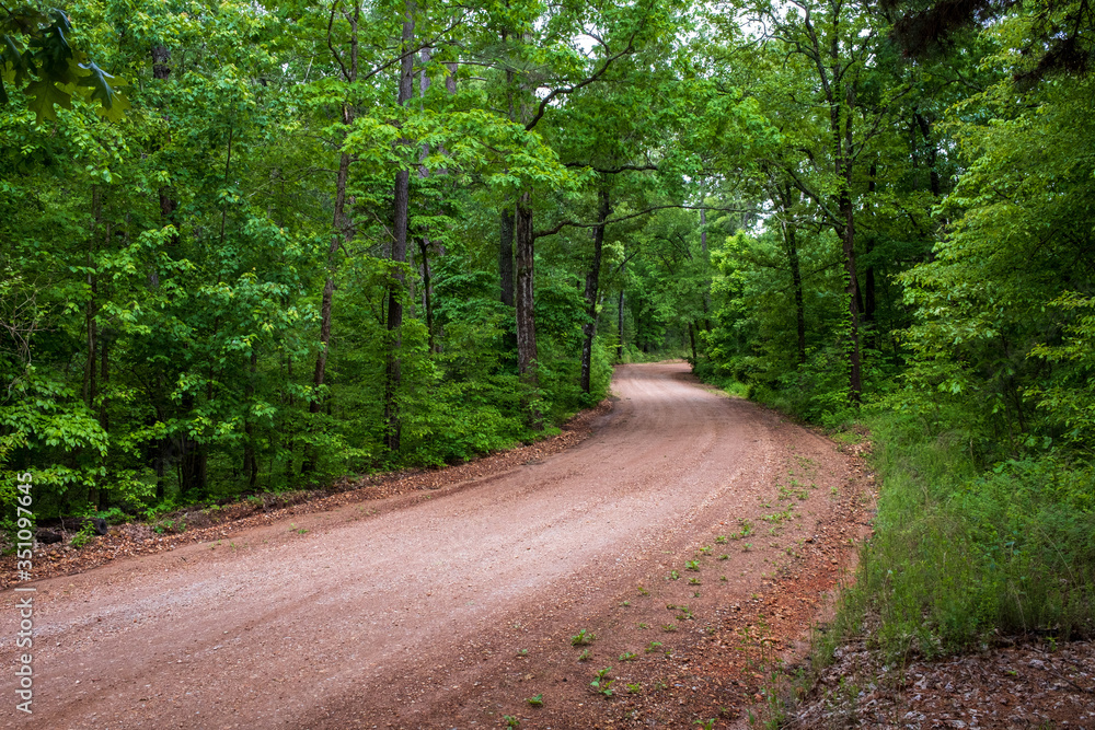 Obraz premium Road in the woods