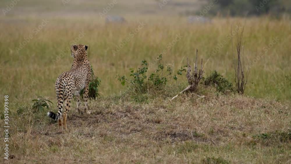 An alert wild cheetah watches zebras as it prepares to hunt in the Maasai Mara Reserve. An alert wild cheetah watches zebras as it prepares to hunt in the Maasai Mara Reserve.