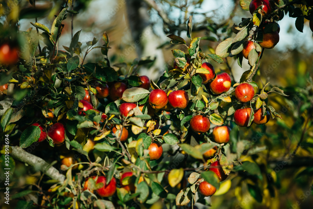 Organic apples hanging from a tree branch in an apple orchard