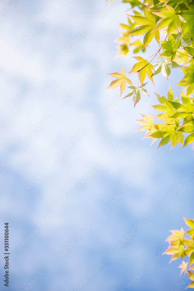 新緑の葉のフレーム
