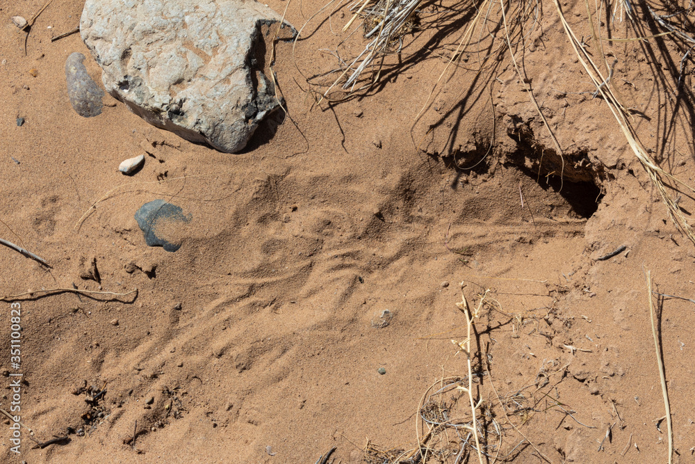 Entrance to a rabbit burrow in the Sevilleta National Wildlife Refuge, New Mexico USA, horizontal aspect Entrance to a rabbit burrow in the Sevilleta National Wildlife Refuge, New Mexico USA, horizontal aspect